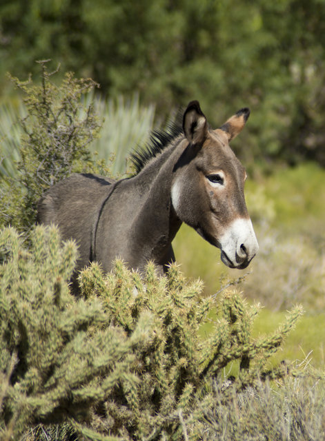 A wild burro grazes along the side of Bonnie Springs Road near Red Rock Canyon National Recreation Area in Las Vegas on Monday, Aug. 8, 2016. The Bureau of Land Management is currently rounding up ...