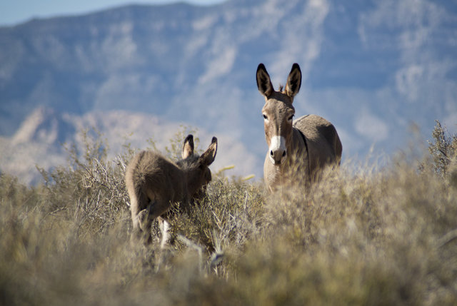 Wild burros graze along the side of Bonnie Springs Road near Red Rock Canyon National Recreation Area in Las Vegas on Monday, Aug. 8, 2016. The Bureau of Land Management is currently rounding up s ...