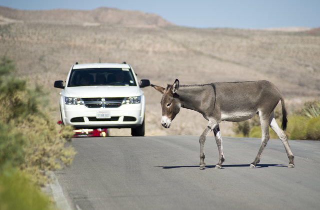 A wild burro crosses Bonnie Springs Road near Red Rock Canyon National Recreation Area on Monday, Area in Las Vegas on Monday, Aug. 8, 2016. The Bureau of Land Management is currently rounding up  ...