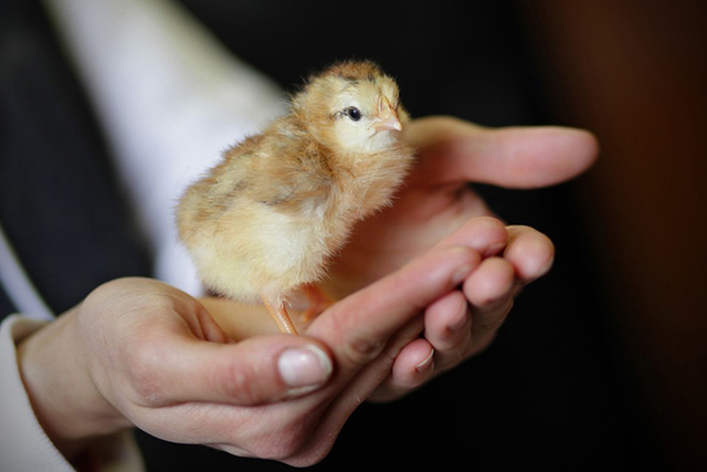 All male chicks born at egg farm hatcheries are slaughtered the day they hatch. New methods are being formed to to determine the gender of a chicken egg before it's hatched. (Juana Arias/ for The  ...