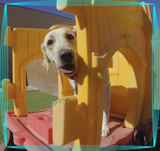 Doggie District marks 10 years of providing care for Las Vegas