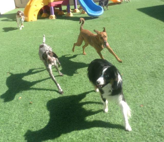 Doggie District marks 10 years of providing care for Las Vegas