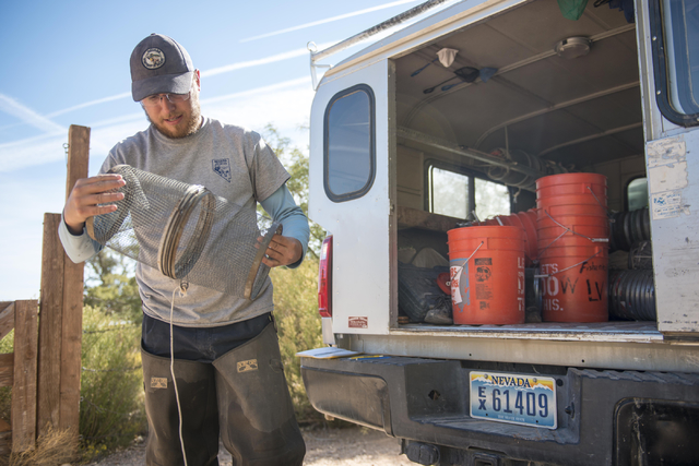 Greg Munson from the Nevada Department of Wildlife sets a trap for poolfish at Spring Mountain Ranch State Park on Friday, Oct. 7, 2016. (Jacob Kepler/Las Vegas Review-Journal)