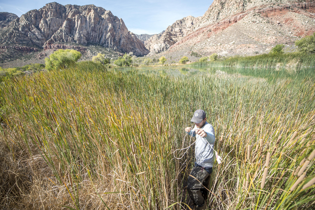 Greg Munson from the Nevada Department of Wildlife sets a trap for poolfish at Spring Mountain Ranch State Park on Friday, Oct. 7, 2016. (Jacob Kepler/Las Vegas Review-Journal)