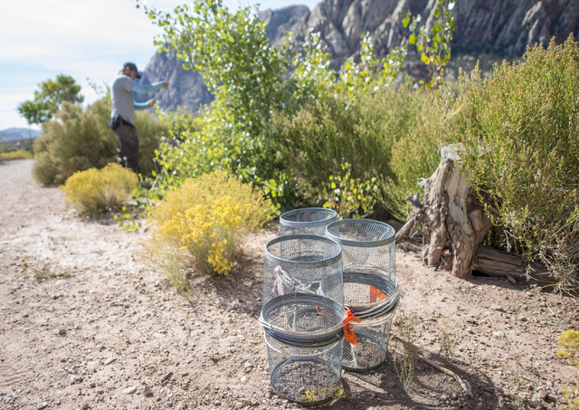 Greg Munson from the Nevada Department of Wildlife sets a trap for poolfish at Spring Mountain Ranch State Park on Friday, Oct. 7, 2016. (Jacob Kepler/Las Vegas Review-Journal)