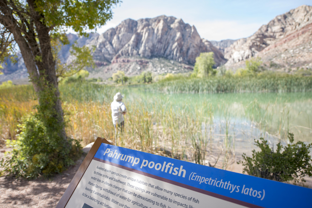 Kevin Guadalupe, fisheries biologist from the Nevada Department of Wildlife, sets a trap for poolfish at Spring Mountain Ranch State Park on Friday, Oct. 7, 2016. (Jacob Kepler/Las Vegas Review-Jo ...