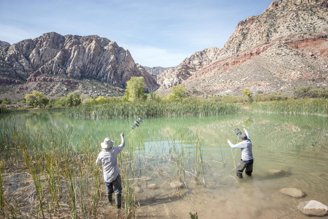 Kevin Guadalupe, left, fisheries biologist, and Greg Munson, both from the Nevada Department of Wildlife, set traps for poolfish at Spring Mountain Ranch State Park on Friday, Oct. 7, 2016. (Jacob ...