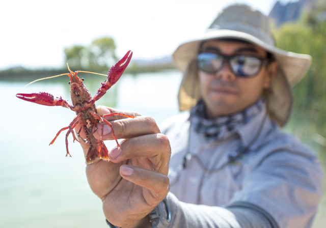Kevin Guadalupe, fisheries biologist from the Nevada Department of Wildlife, holds up a non-native crayfish at Spring Mountain Ranch State Park on Friday, Oct. 7, 2016. (Jacob Kepler/Las Vegas Rev ...