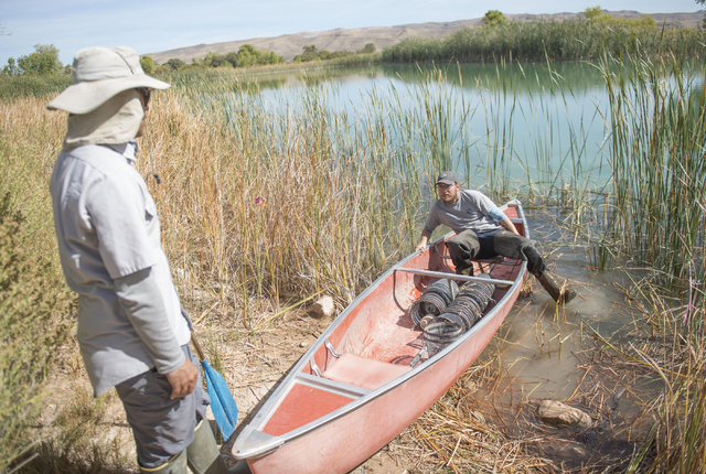 Kevin Guadalupe, left, fisheries biologist, and Greg Munson, both from the Nevada Department of Wildlife, set traps for poolfish at Spring Mountain Ranch State Park on Friday, Oct. 7, 2016. (Jacob ...