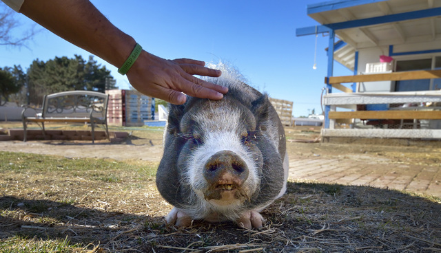Petunia the potbellied pig gets some attention from farm manager Trench Picone at the V Animal Sanctuary at 2801 E. Eldorado Lane in Las Vegas on Thursday, Jan. 15, 2015. (Bill Hughes/Las Vegas Re ...