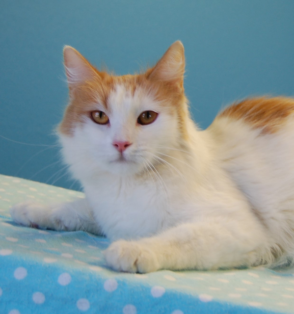 Marta, Nevada SPCA