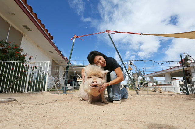 Crystal Kim-Han, founder and managing director of the pig rescue VegasPigPets, hugs her 250-lb. pet potbellied pig named Mo at her home Monday, Oct. 3, 2016, in Las Vegas. (Ronda Churchill/Las Veg ...