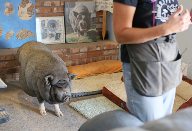 Bonnie, a 200-lb. emale pet potbellied pig, walks near her owner Crystal Kim-Han, founder and managing director of the pig rescue VegasPigPets, in Kim-Han's home Monday, Oct. 3, 2016, in Las Vegas ...