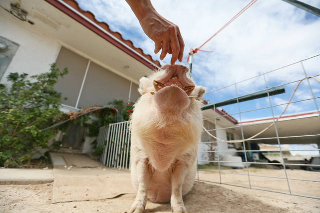 Mo, a 250-lbs. pet potbellied pig, receives a treat from Crystal Kim-Han, founder and managing director of the pig rescue VegasPigPets, outside Kim-Han's home Monday, Oct. 3, 2016, in Las Vegas. ( ...