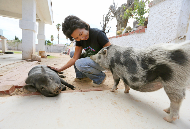 Crystal Kim-Han, founder and managing director of the pig rescue VegasPigPets, pets 7-month-old piglet sisters that are up for adoption Sweet Pea, left, and Pearl at her home Monday, Oct. 3, 2016, ...