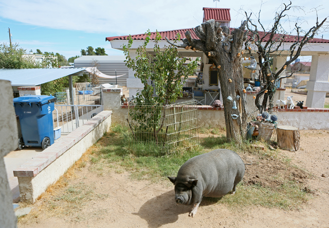 Bonnie, a 200-lbs. female pet potbellied pig, stands in the pig-friendly backyard of Crystal Kim-Han, founder and managing director of the pig rescue VegasPigPets, Monday, Oct. 3, 2016, in Las Veg ...