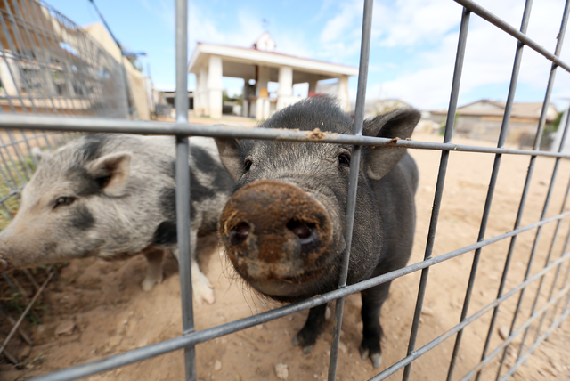 Seven-month-old piglet sisters that are up for adoption Sweet Pea, right, and Pearl peak through a pen Monday, Oct. 3, 2016, in Las Vegas. (Ronda Churchill/Las Vegas Review-Journal)