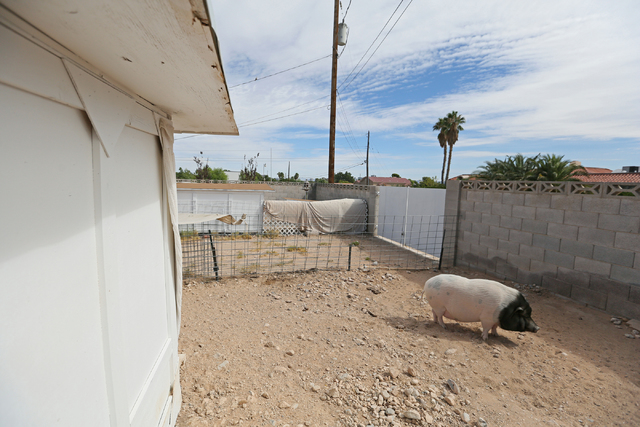 Danji, a 187-lb. male potbellied pig that is up for adoption, relaxes in his pen at Kim-Han's back yard in Las Vegas. (Ronda Churchill/Las Vegas Review-Journal)
