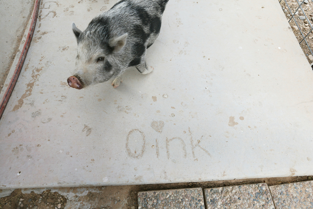 Pearl, a 7-month-old female piglet, walks near artwork on a concrete walkway in her corral Monday, Oct. 3, 2016, in Las Vegas. (Ronda Churchill/Las Vegas Review-Journal)
