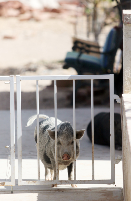 Pearl, a 7-month-old female piglet, wags her tail and looks toward where people have gathered inside Kim-Han's home Monday, Oct. 3, 2016, in Las Vegas. (Ronda Churchill/Las Vegas Review-Journal)
