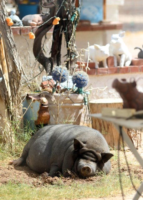 Bonnie, a 200-lb. female pet potbellied pig, lounges in the pig-friendly backyard of Crystal Kim-Han, founder and managing director of the pig rescue VegasPigPets, Monday, Oct. 3, 2016, in Las Veg ...
