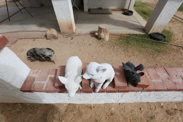 Pearl, a 7-month-old female piglet, left, walks past pig decorations in the back yard of Kim-Han's home Monday, Oct. 3, 2016, in Las Vegas. (Ronda Churchill/Las Vegas Review-Journal)