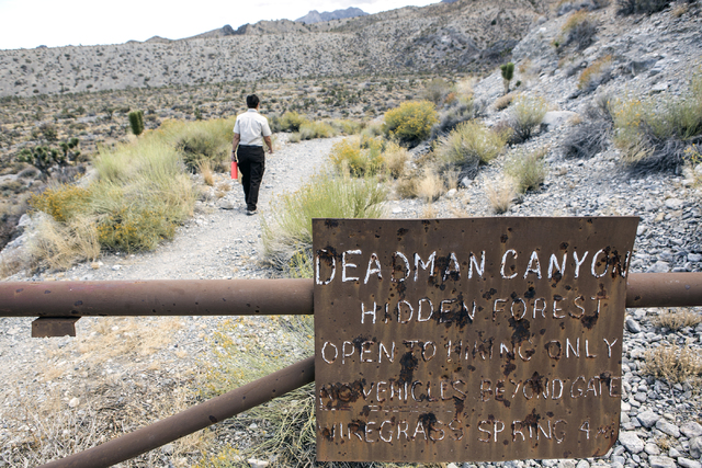 U.S. Fish & Wildlife Service refuge manager Amy Sprunger  walks on The Hidden Forest Trail in the  Desert National Wildlife Refuge on Friday, Sept. 30, 2016. The Air Force prepares to hold pub ...