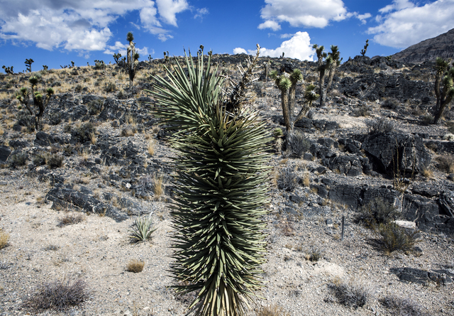 A Joshua trees is seen, Friday, Sept. 30, 2016, in the Desert National Wildlife Refuge. The Air Force prepares to hold public meetings on a plan to expand its training range onto another 227,000 a ...