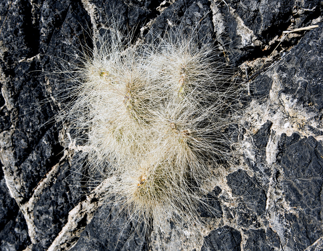 Vegetation growing out of a rock is seen, Friday, Sept. 30, 2016, in the Desert National Wildlife Refuge. The Air Force prepares to hold public meetings on a plan to expand its training range onto ...