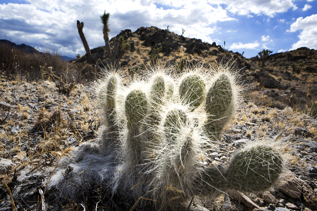 A cactus is seen, Friday, Sept. 30, 2016, in the Desert National Wildlife Refuge. The Air Force prepares to hold public meetings on a plan to expand its training range onto another 227,000 acres o ...