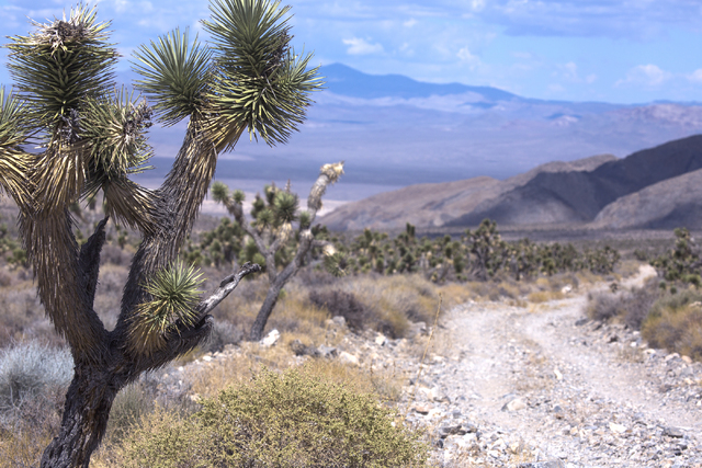 The Corn Creek Road looking north at Sheep Pass in the Desert National Wildlife Refuge is seen, Friday, Sept. 30, 2016. The Air Force prepares to hold public meetings on a plan to expand its train ...