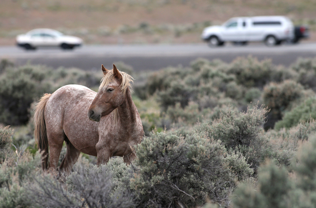 A herd of wild horses graze in Mound House, Nev., on Tuesday, April 26, 2016. Nevada Gov. Brian Sandoval is pursuing legal options to force the federal government to fund management of the state's ...