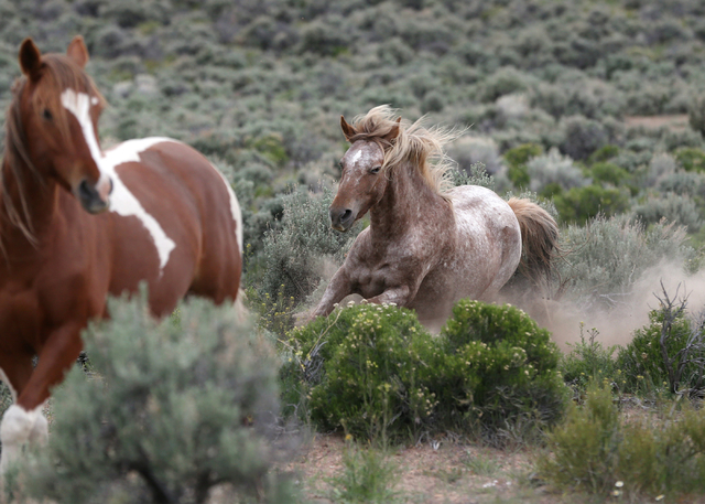 A herd of wild horses graze in Mound House, Nev., about 12 miles east of Carson City, on Tuesday, April 26, 2016. Nevada Gov. Brian Sandoval is pursuing legal options to force the federal governme ...