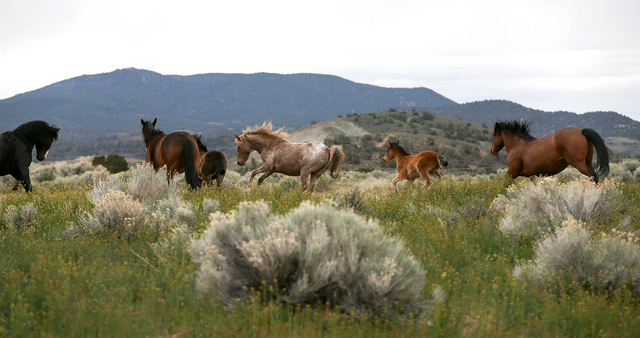 A herd of wild horses graze in Mound House, Nev., on Tuesday, April 26, 2016. Nevada Gov. Brian Sandoval is pursuing legal options to force the federal government to fund management of the state's ...