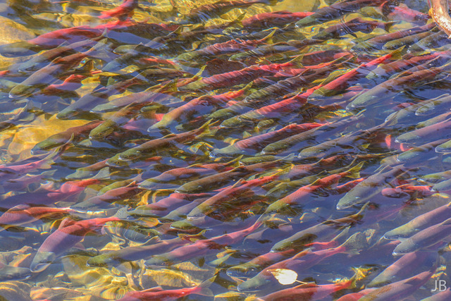 South Lake Tahoe home to kokanee salmon spawning grounds, Food