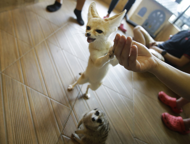Animal cafes in Asia go from mere cats to meerkats | Las Vegas  Review-Journal