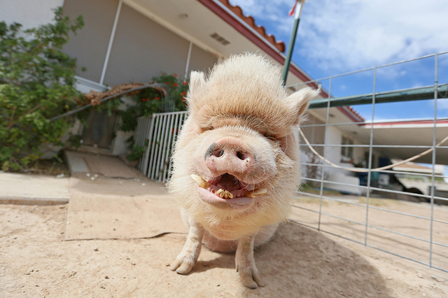 Mo, a 250-lb. pet potbellied pig, stands outside the home of Crystal Kim-Han, founder and managing director of the pig rescue VegasPigPets, Monday, Oct. 3, 2016, in Las Vegas. (Ronda Churchill/Las ...