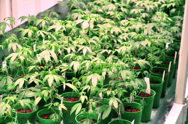 Medical marijuana plants at a cultivation facility in Pahrump. (Horace Langford Jr./Pahrump Valley Times)