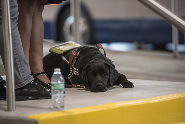 Raquel O'Neill's service dog is seen during a Las Vegas Chapter of the Foundation Fighting Blindness meeting at the RTC Mobility Training Center on Thursday, Sept. 15, 2016. Joshua Dahl/Las Vegas  ...