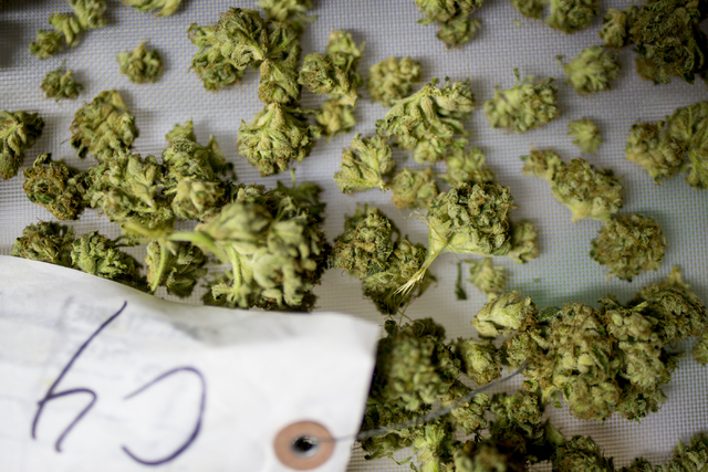 Marijuana buds are weighed and packaged in Medicine Man, a family owned dispensary in Denver, Friday, Sept. 2, 2016. (Elizabeth Page Brumley/Las Vegas Review-Journal Follow @elipagephoto)