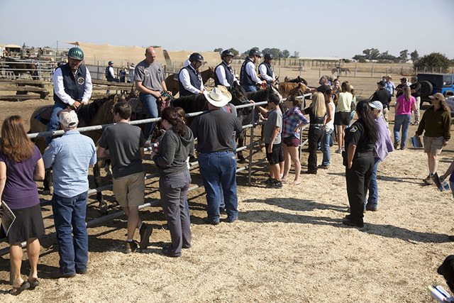 Inmates from the Rio Cosumnes Correctional Center sit atop horses they have tamed as prospective buyers look over the horses to be auctioned off from Sacramento County Sheriff's Department Rio Cos ...