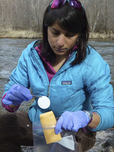 This April 17, 2014 photo provided by the U.S. Forest Service shows Dr. Kellie Carim collecting DNA to be brought to the National Genomics Center for Wildlife and Fish Conservation to look for bot ...