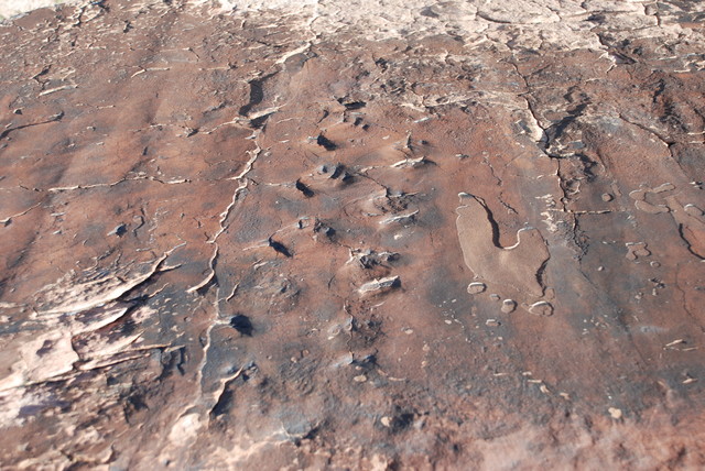 Fossilized footprints from an unidentified reptile run eastward along a slab of sandstone in this photo from Feb. 7 in the Gold Butte area of northeastern Clark County. UNLV researchers recently a ...