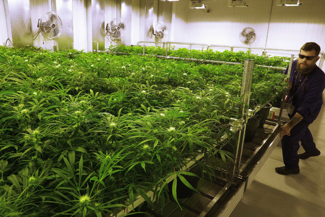 Lead grower Dave Wilson cares for marijuana plants in the "Flower Room" at the Ataraxia medical marijuana cultivation center in Albion, Ill., in 2015. (Seth Perlman/The Associated Press)