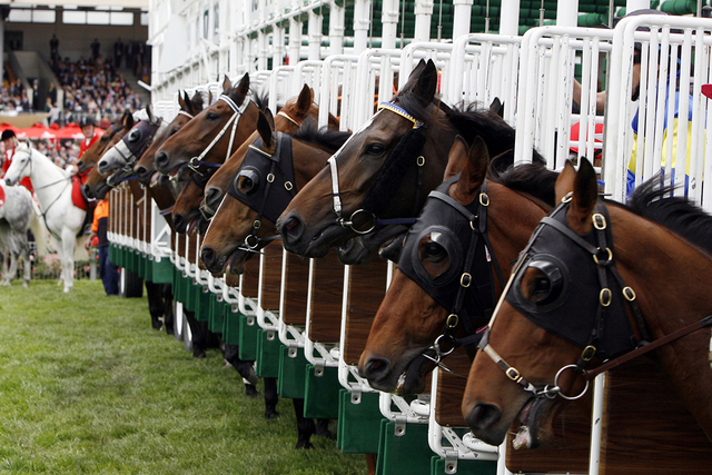 A Start Gate Full Of Horses About To Start The Race Thinkstock Las Vegas Review Journal