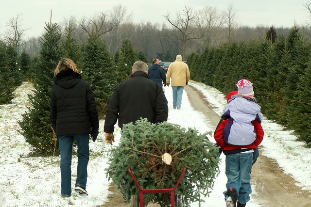 Christmas shop tree cutting