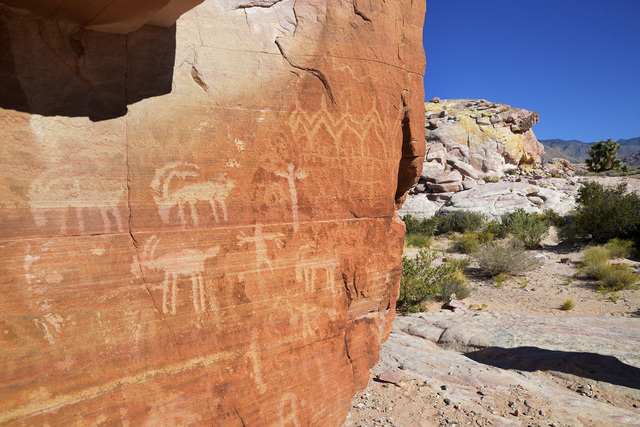 One of the many walls of petroglyphs in the Falling Man petroglyph area is seen in the Gold Butte region Saturday, Oct. 15, 2016, north east of Las Vegas. (Sam Morris/Las Vegas News Bureau)