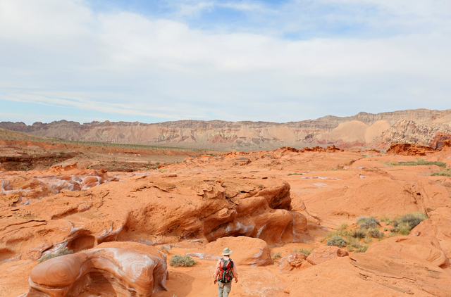 Ecologist Jim Boone leads a hike through the Gold Butte wilderness in Nevada. (Ronda Churchill for The Washington Post)