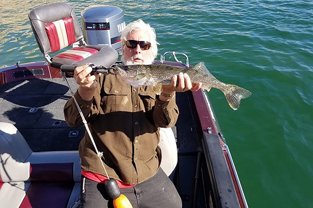 Joe Bellomo of California got a surprise when he pulled in this 2.5-pound walleye at Lake Mead. Though you won't find a large walleye population in Lake Mead, they do show up every now and again, ...