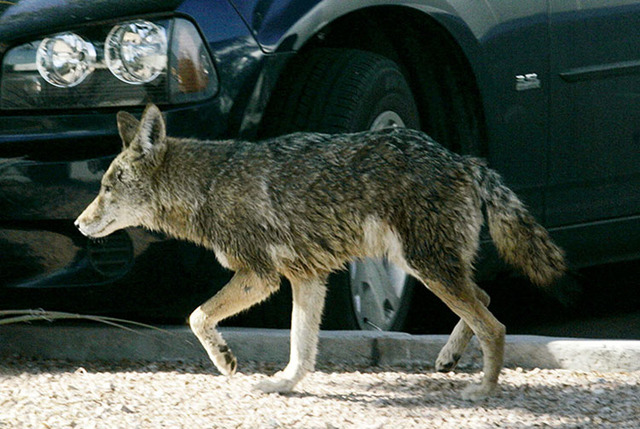 A coyote wanders through a parking lot at 6295 S. Pearl Street in Henderson, Wednesday, Jan. 7, 2009. (Las Vegas Review-Journal)